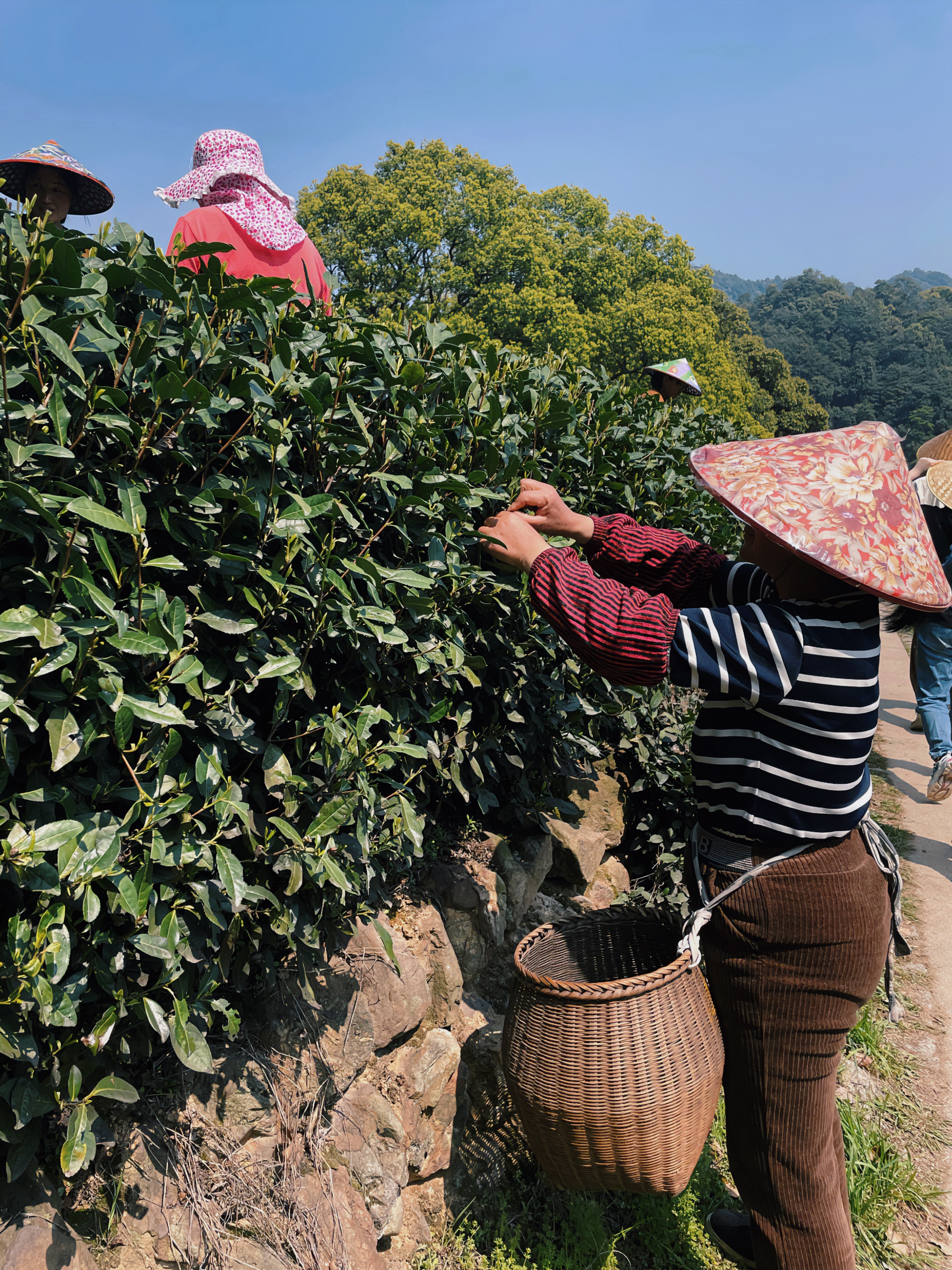 海博论坛集团国贸六部联合举办“以茶之名”茶酒文化交流活动